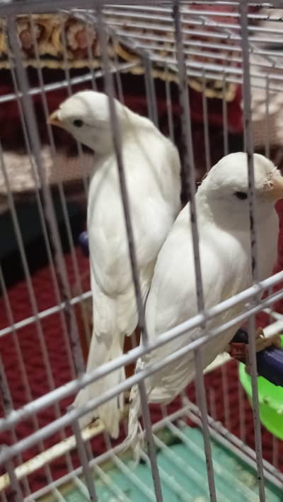 canary for sqle