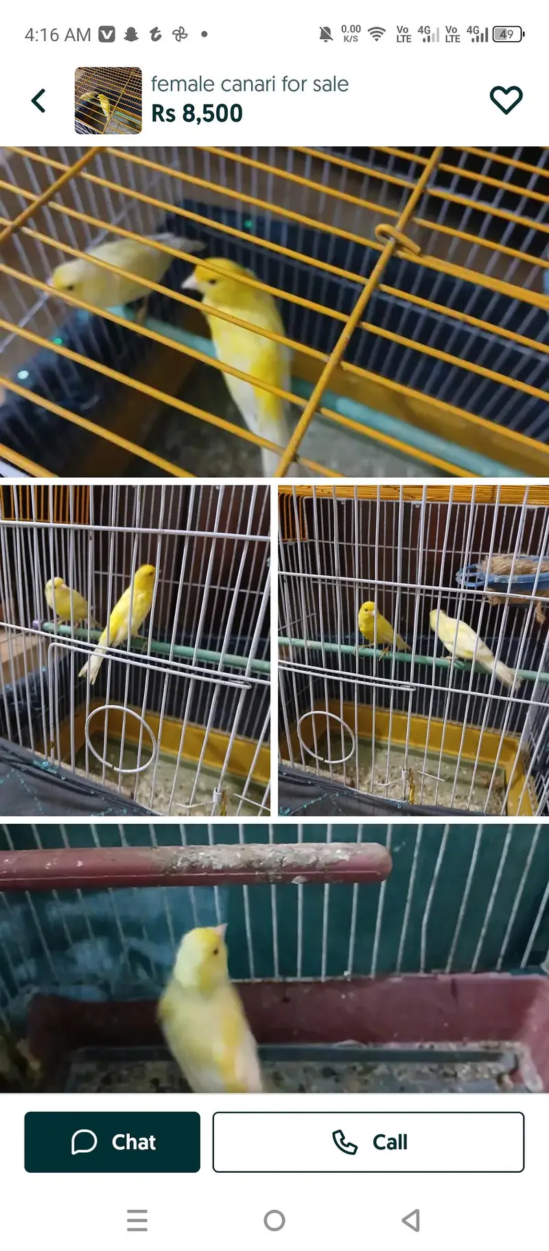 canary for sqle — photo 2