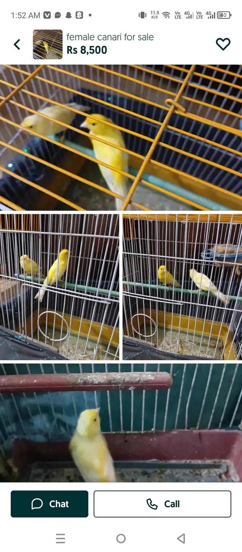 canary for sqle — photo 3