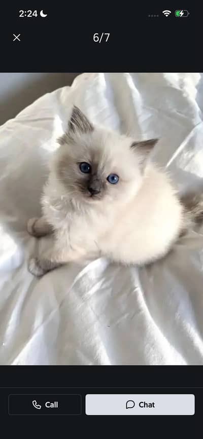 Persion Kittens Different Colors
