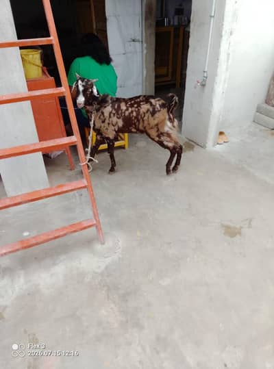 bakra for sale