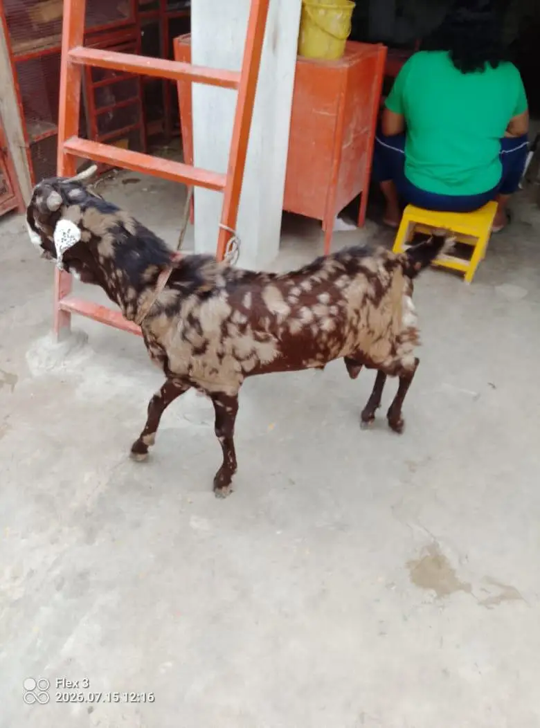 bakra for sale — photo 2