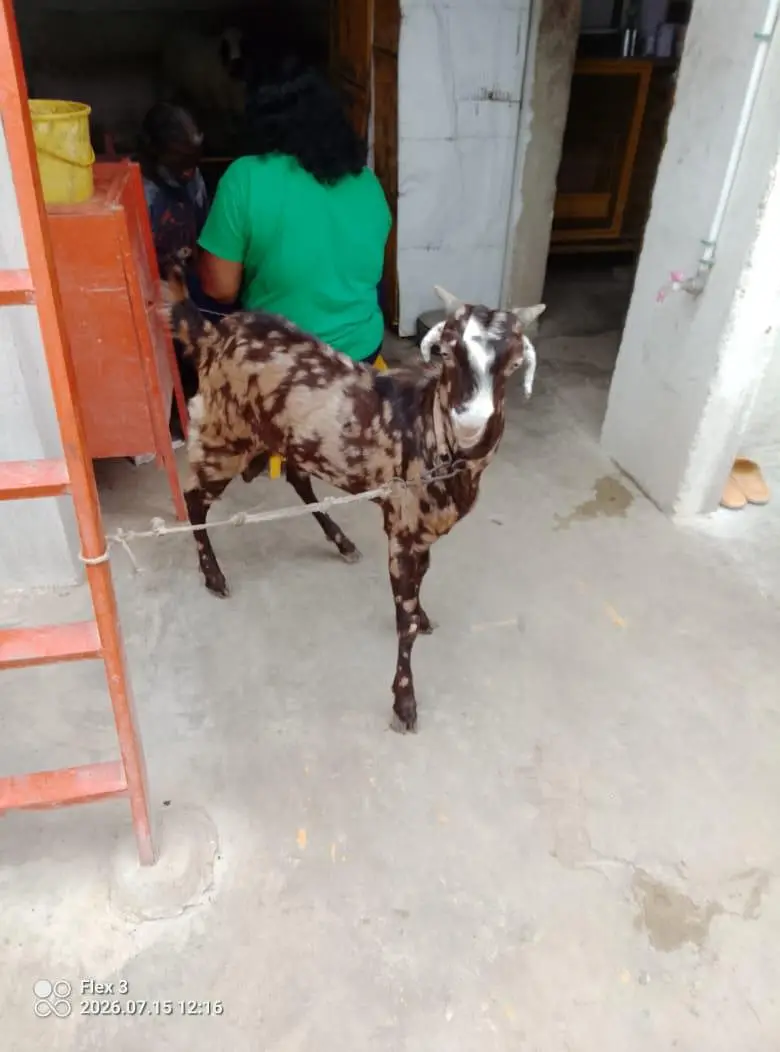 bakra for sale — photo 4