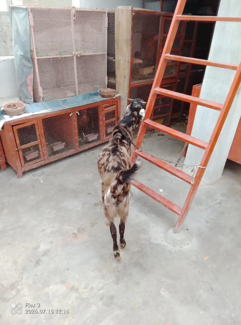 bakra for sale — photo 7