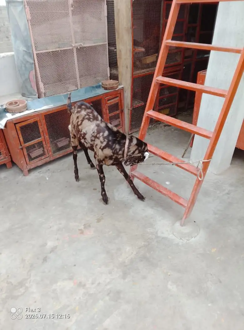 bakra for sale — photo 8