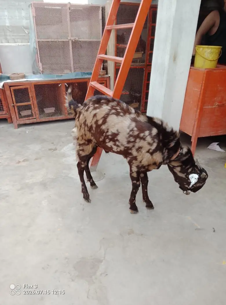 bakra for sale — photo 10