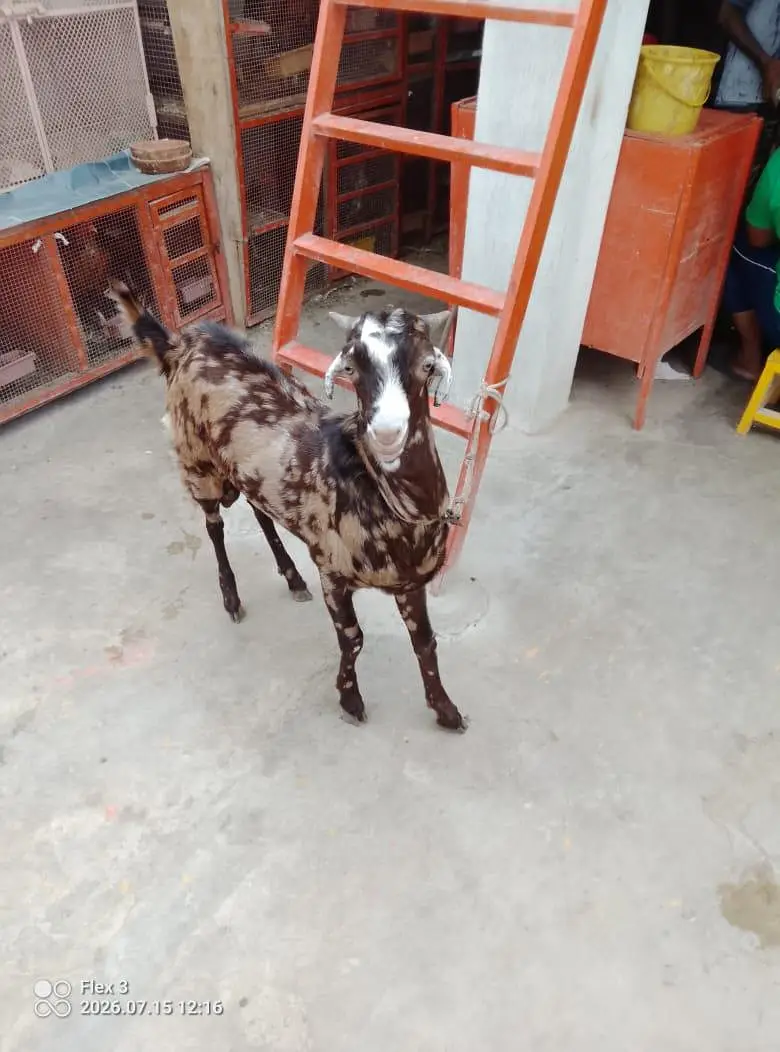 bakra for sale — photo 11