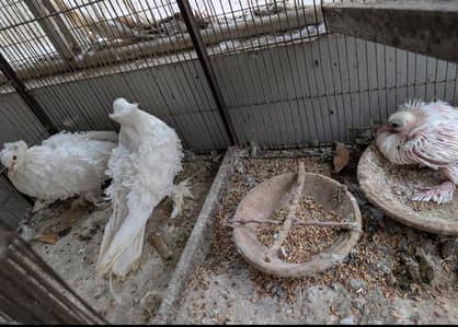 frillback frill back pure breed yellow eyes fancy pigeon kabotar