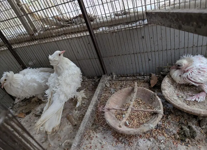 frillback frill back pure breed yellow eyes fancy pigeon kabotar — photo 2