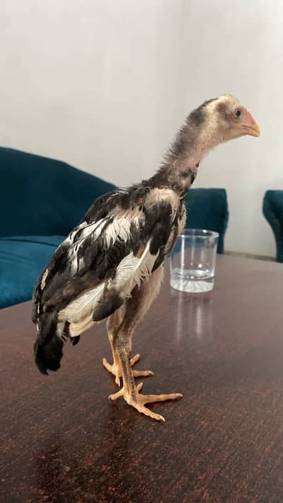 German Shamo chick 2 months