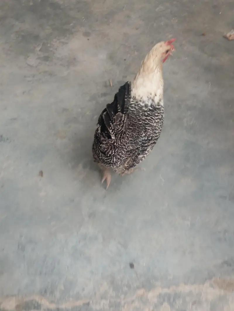 Andy wali murghi — photo 5