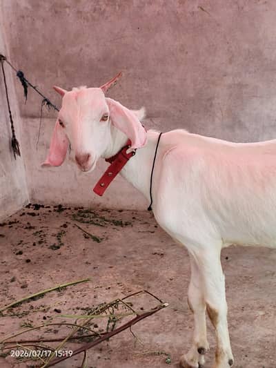 gulabi bakra for sale 4 to 5 mahine ka bacha 0/3/1/5/2/8/2/2/7/2/2