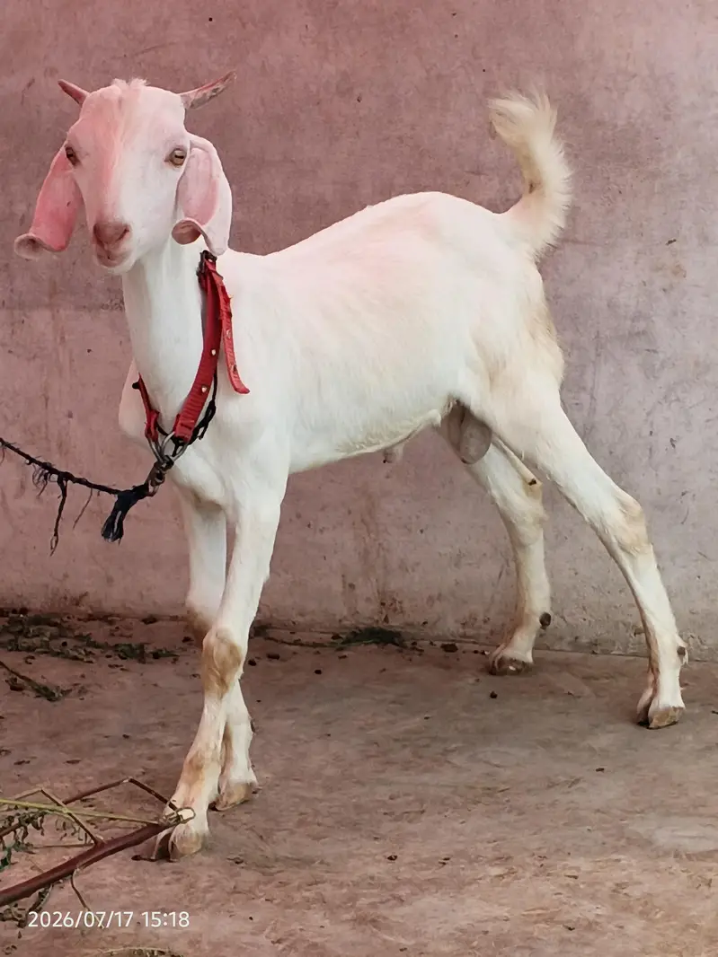 gulabi bakra for sale 4 to 5 mahine ka bacha 0/3/1/5/2/8/2/2/7/2/2 — photo 2