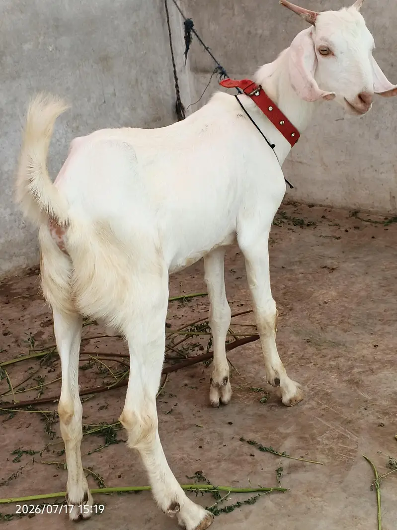 gulabi bakra for sale 4 to 5 mahine ka bacha 0/3/1/5/2/8/2/2/7/2/2 — photo 3