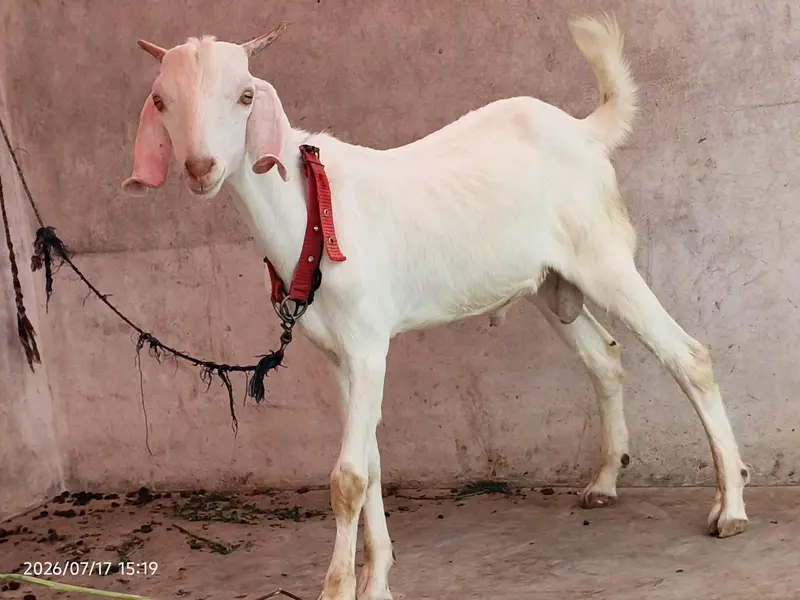 gulabi bakra for sale 4 to 5 mahine ka bacha 0/3/1/5/2/8/2/2/7/2/2 — photo 4