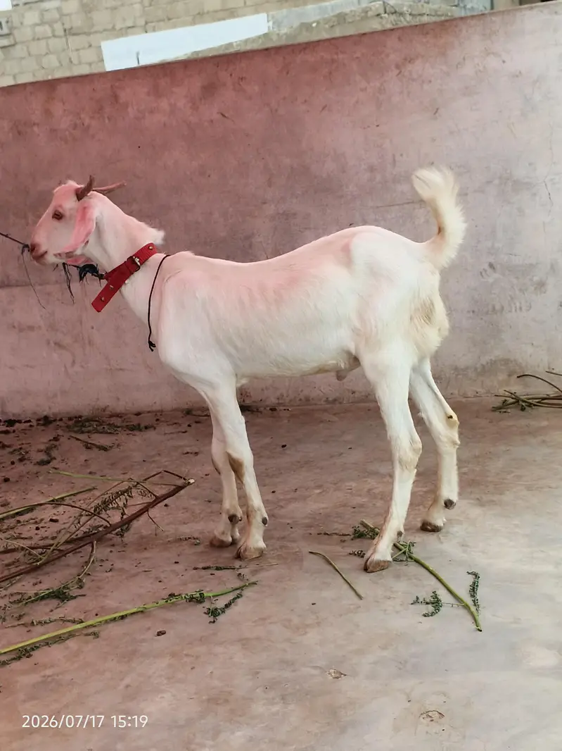 gulabi bakra for sale 4 to 5 mahine ka bacha 0/3/1/5/2/8/2/2/7/2/2 — photo 5