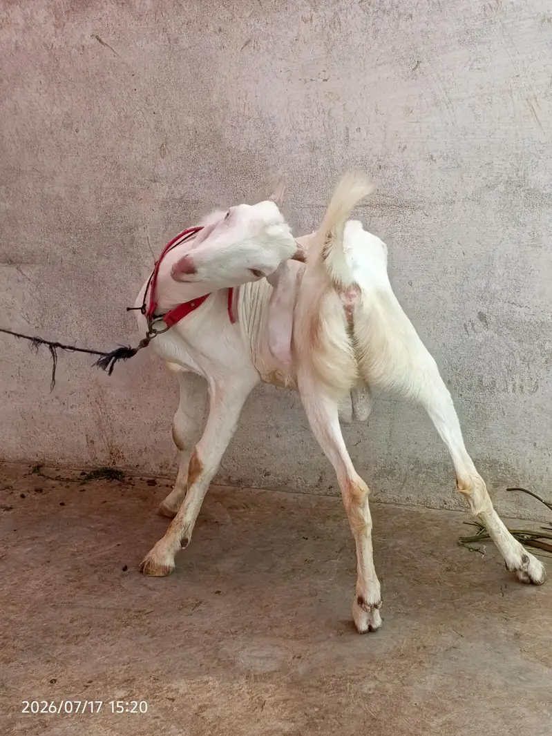 gulabi bakra for sale 4 to 5 mahine ka bacha 0/3/1/5/2/8/2/2/7/2/2 — photo 6