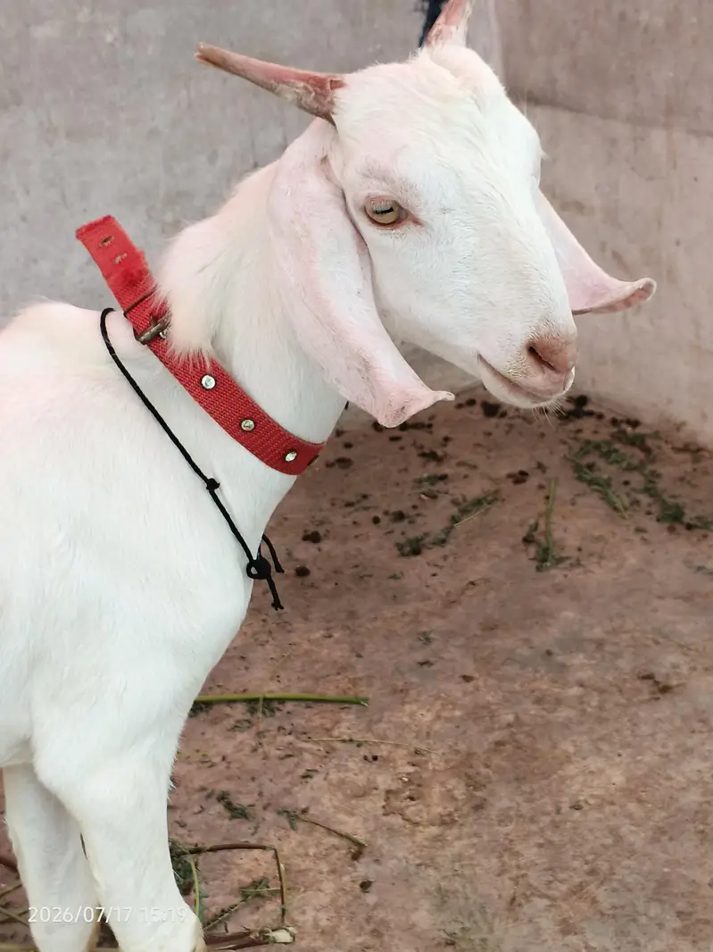 gulabi bakra for sale 4 to 5 mahine ka bacha 0/3/1/5/2/8/2/2/7/2/2 — photo 7