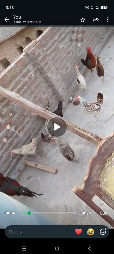 andon wali desi murgiyan and pathiyan for sale