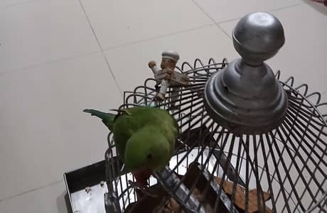 Green parrots