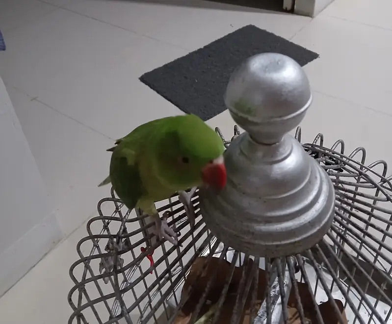 Green parrots — photo 2