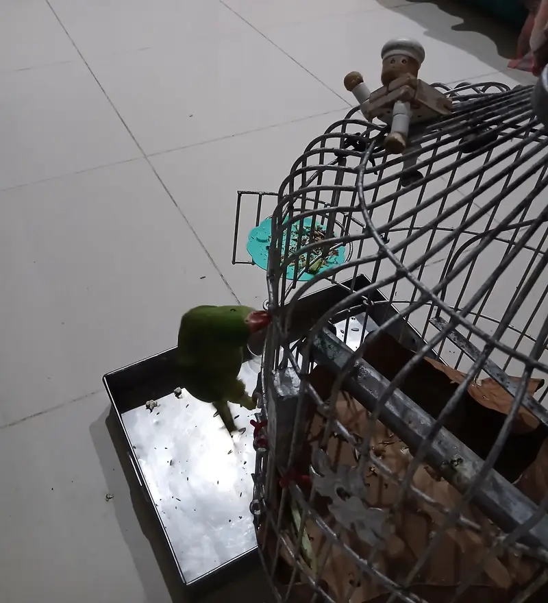 Green parrots — photo 3