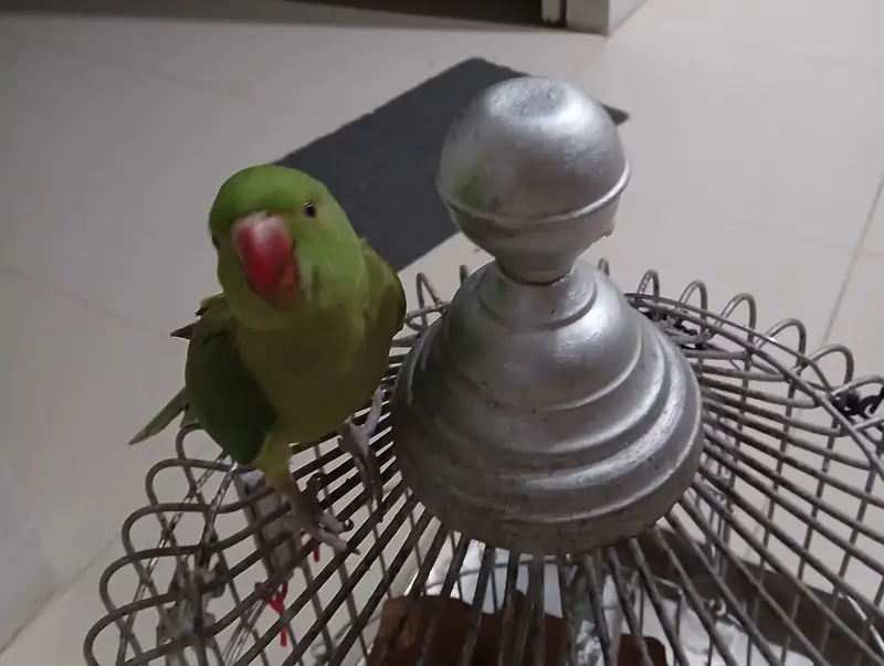Green parrots — photo 4