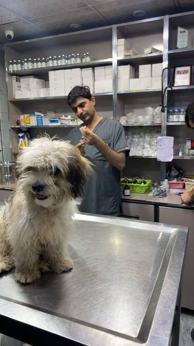 Cute Lhasa Apso / Shih Tzu Mix Puppy for Sale