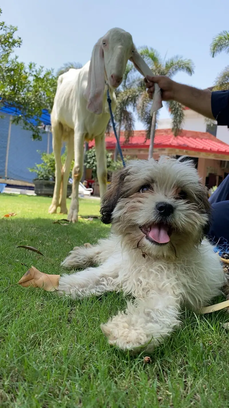Cute Lhasa Apso / Shih Tzu Mix Puppy for Sale — photo 2