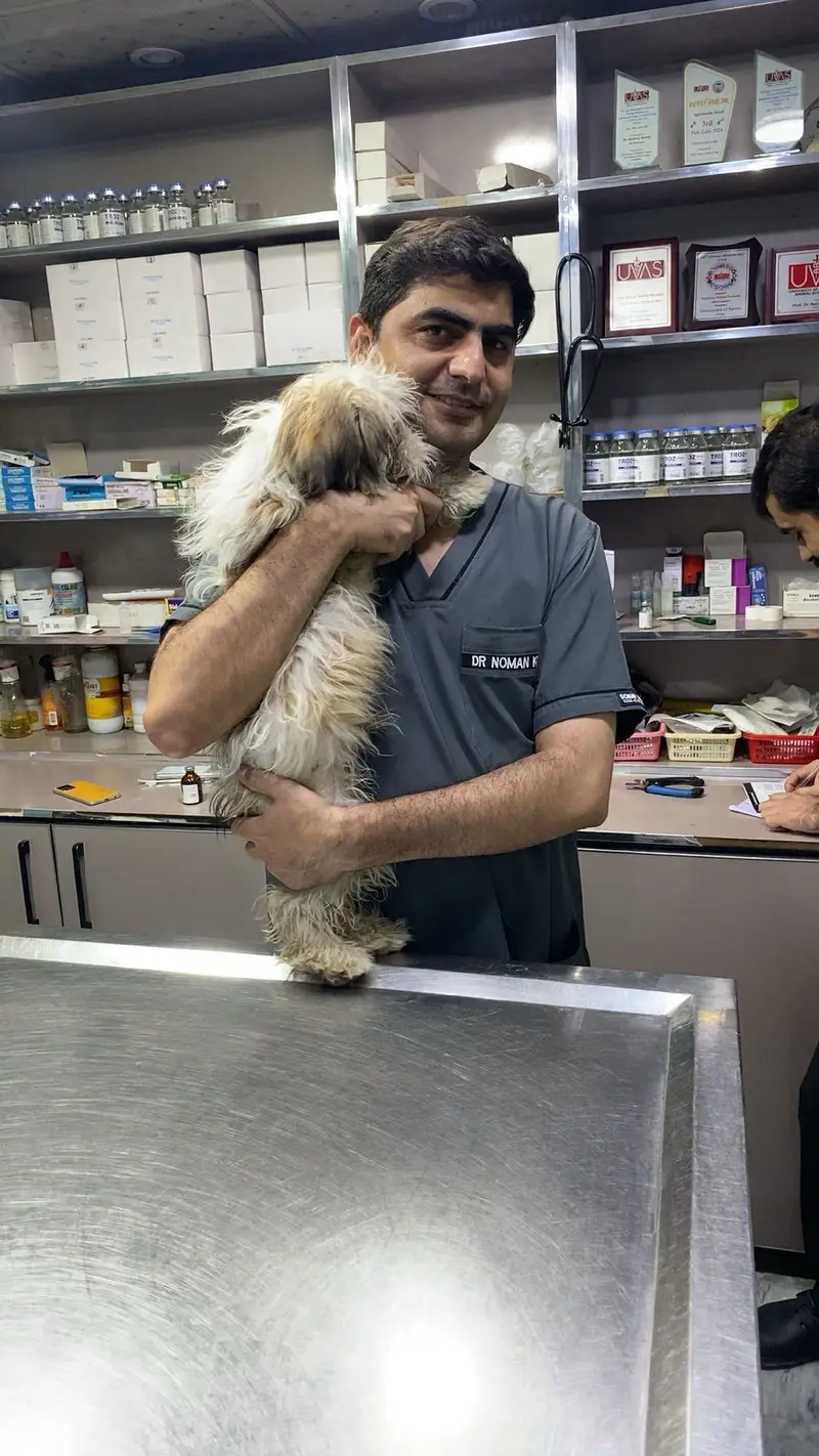 Cute Lhasa Apso / Shih Tzu Mix Puppy for Sale — photo 3
