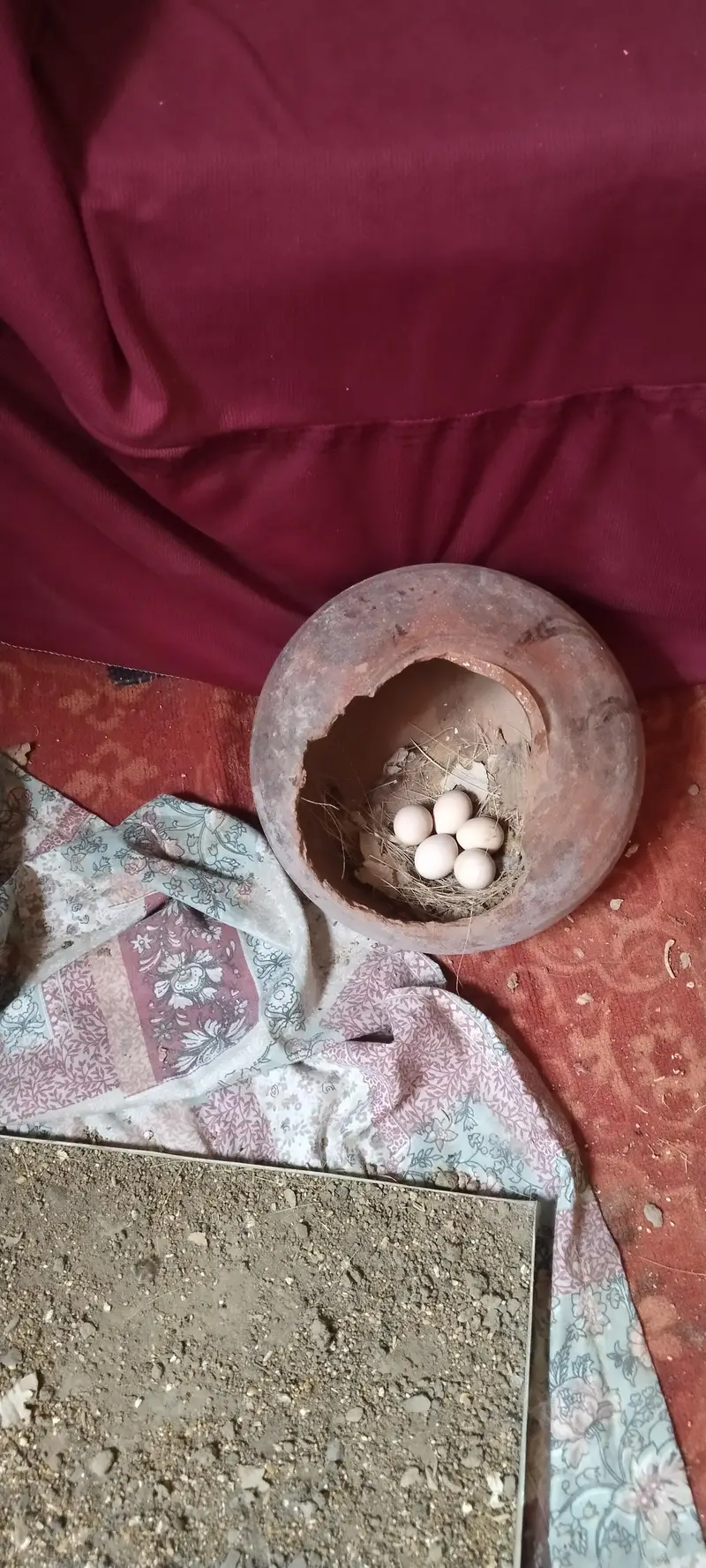 irani dhakni teetar pair with eggs — photo 2