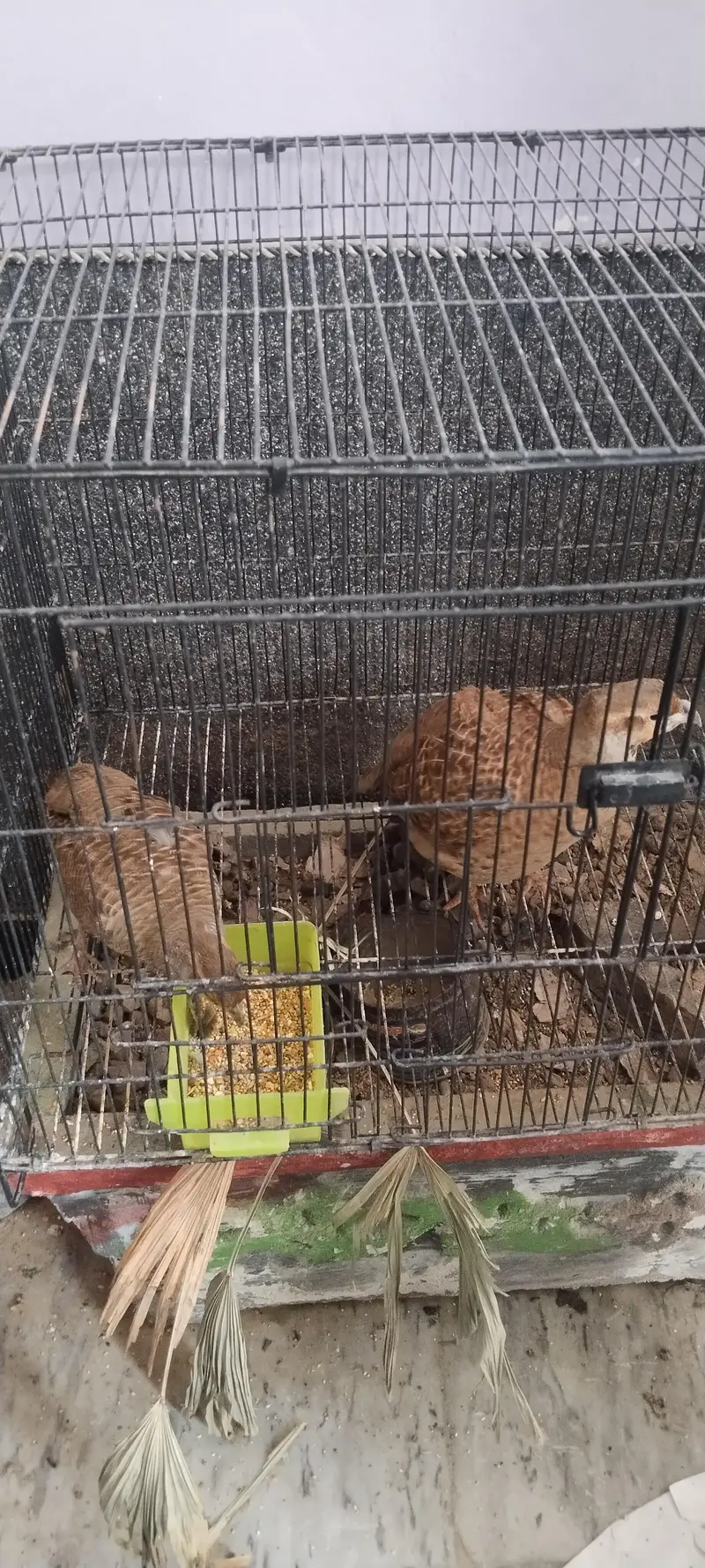 irani dhakni teetar pair with eggs — photo 7