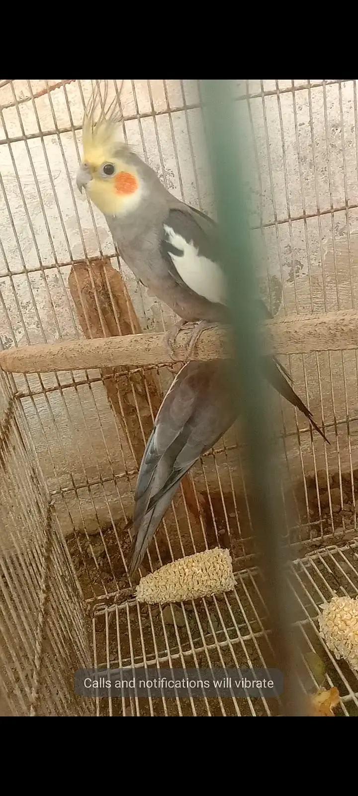 parrot — photo 2