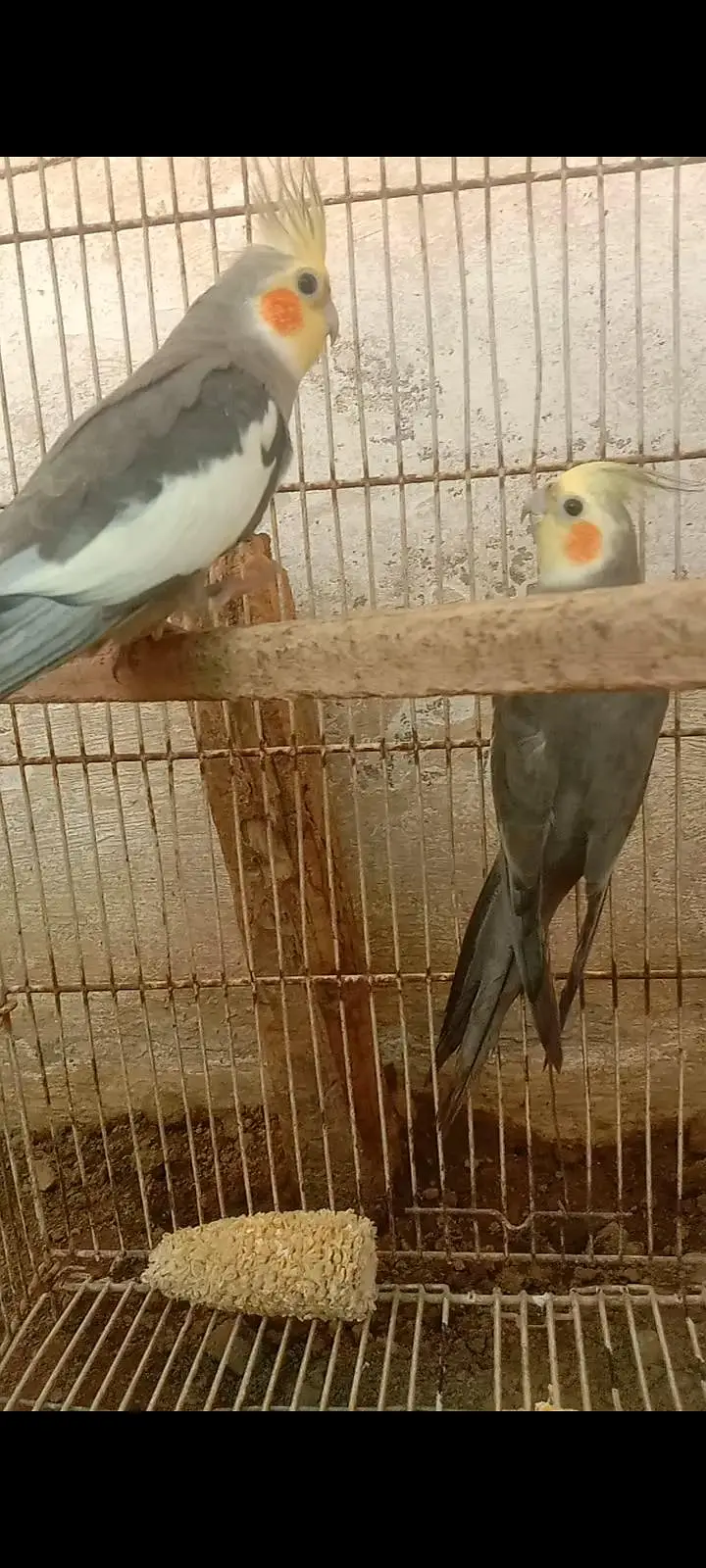 parrot — photo 3