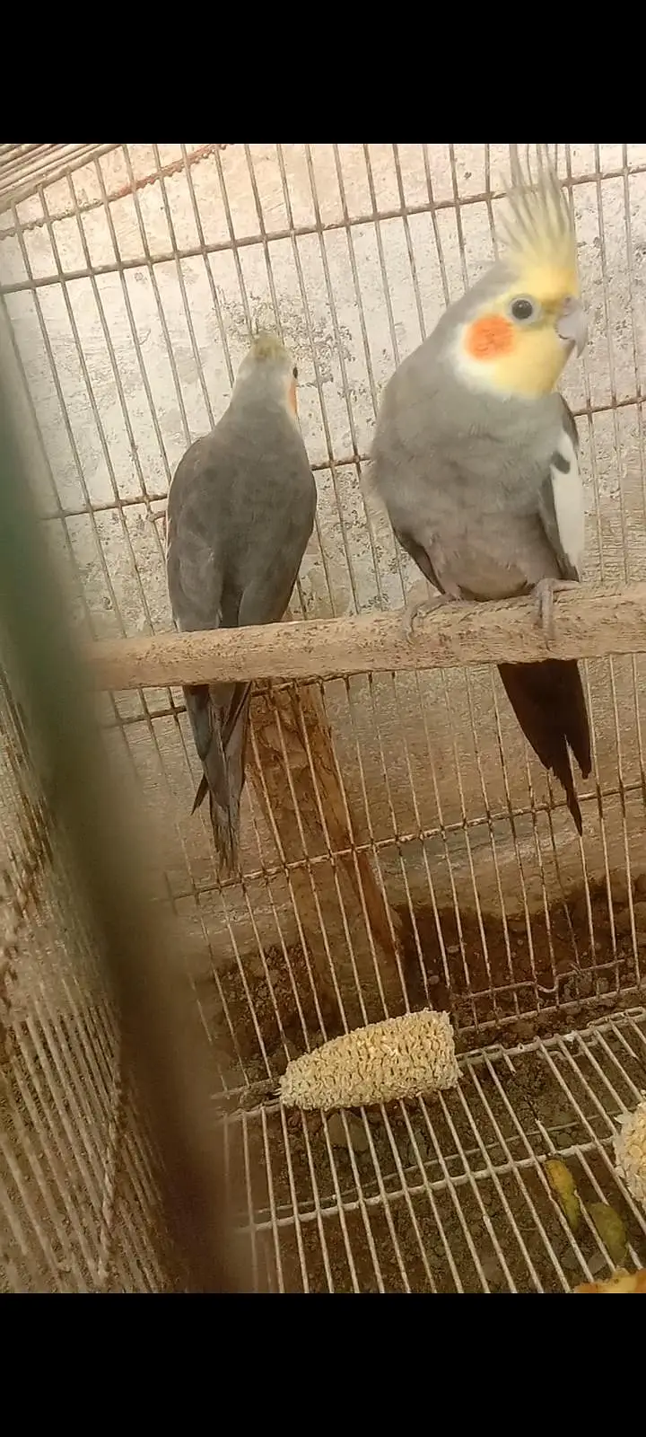 parrot — photo 4