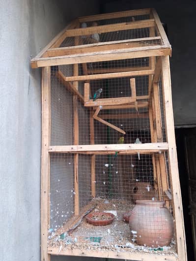 budgies