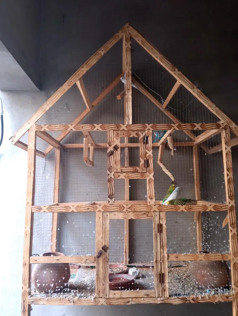 budgies — photo 3