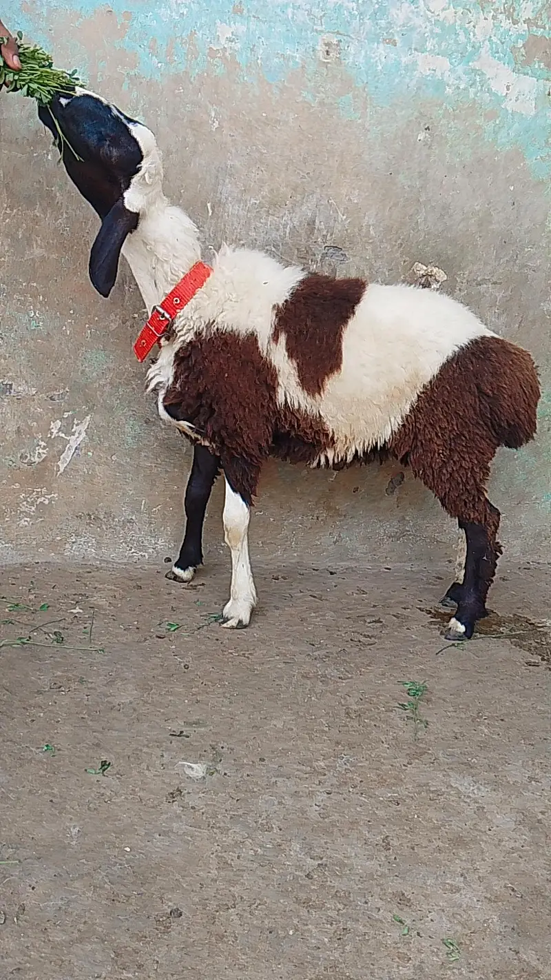 abluk print dumba age 4 month almost — photo 3