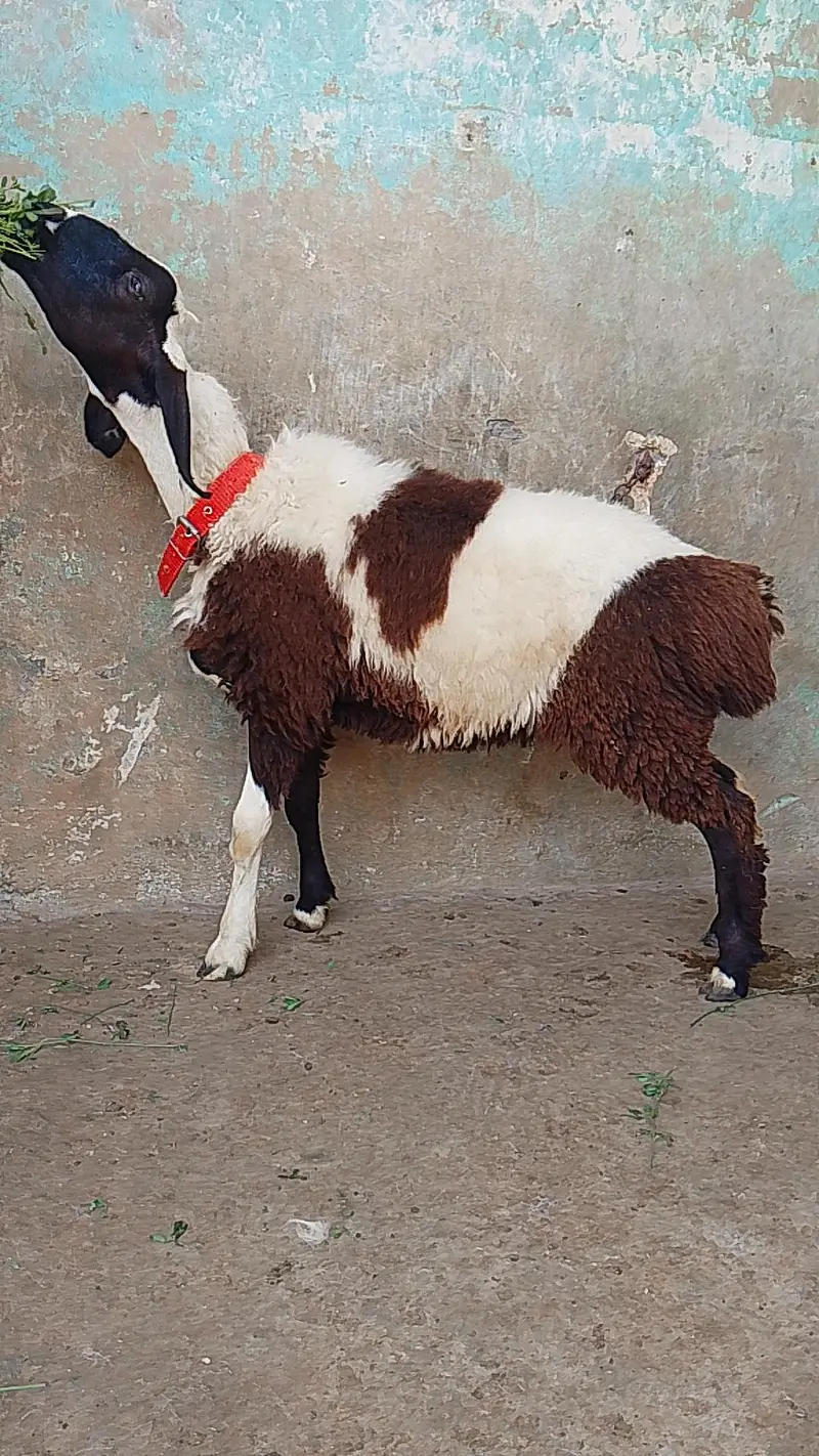 abluk print dumba age 4 month almost — photo 4