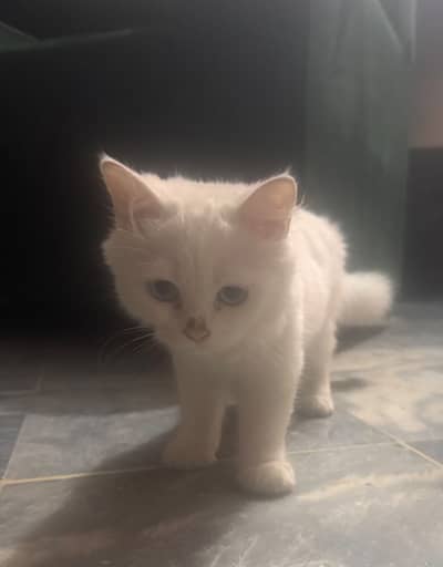 Persian Kitten| punch Face | high quality | double coated |doll face