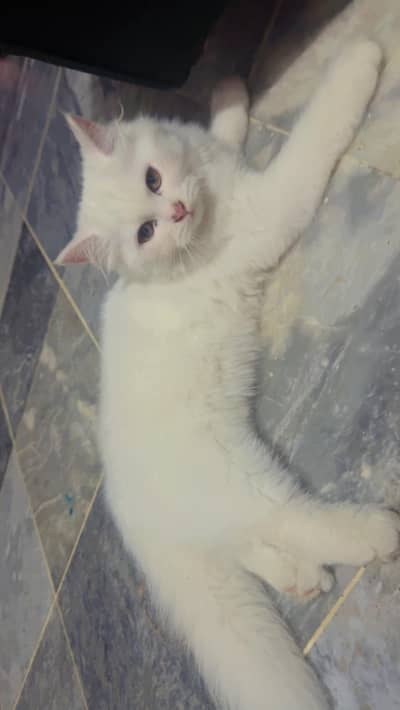 Persian Kitten| punch Face | high quality | double coated |doll face