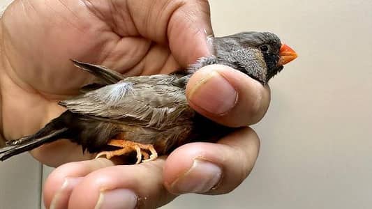charcoal finch expensive  female available 17/7/26