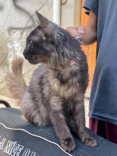 Male persian