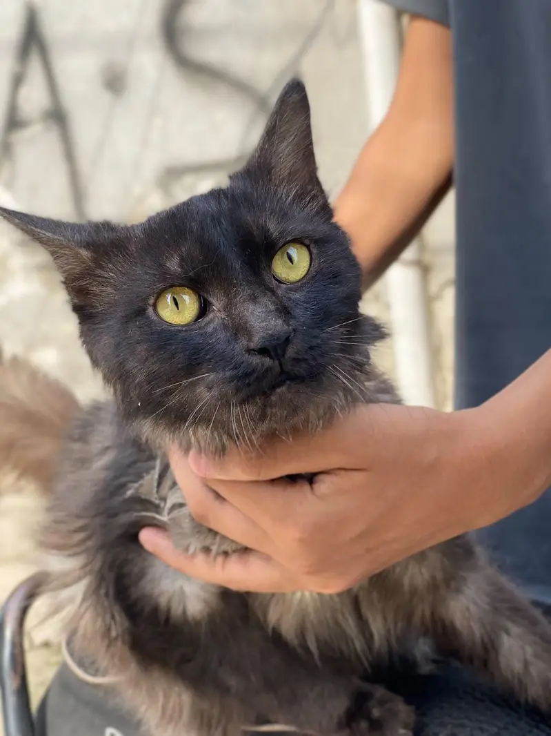 Male persian — photo 2