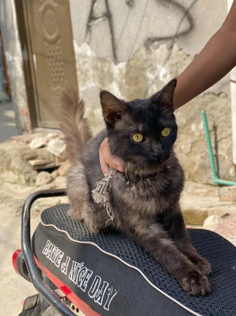 Male persian — photo 3