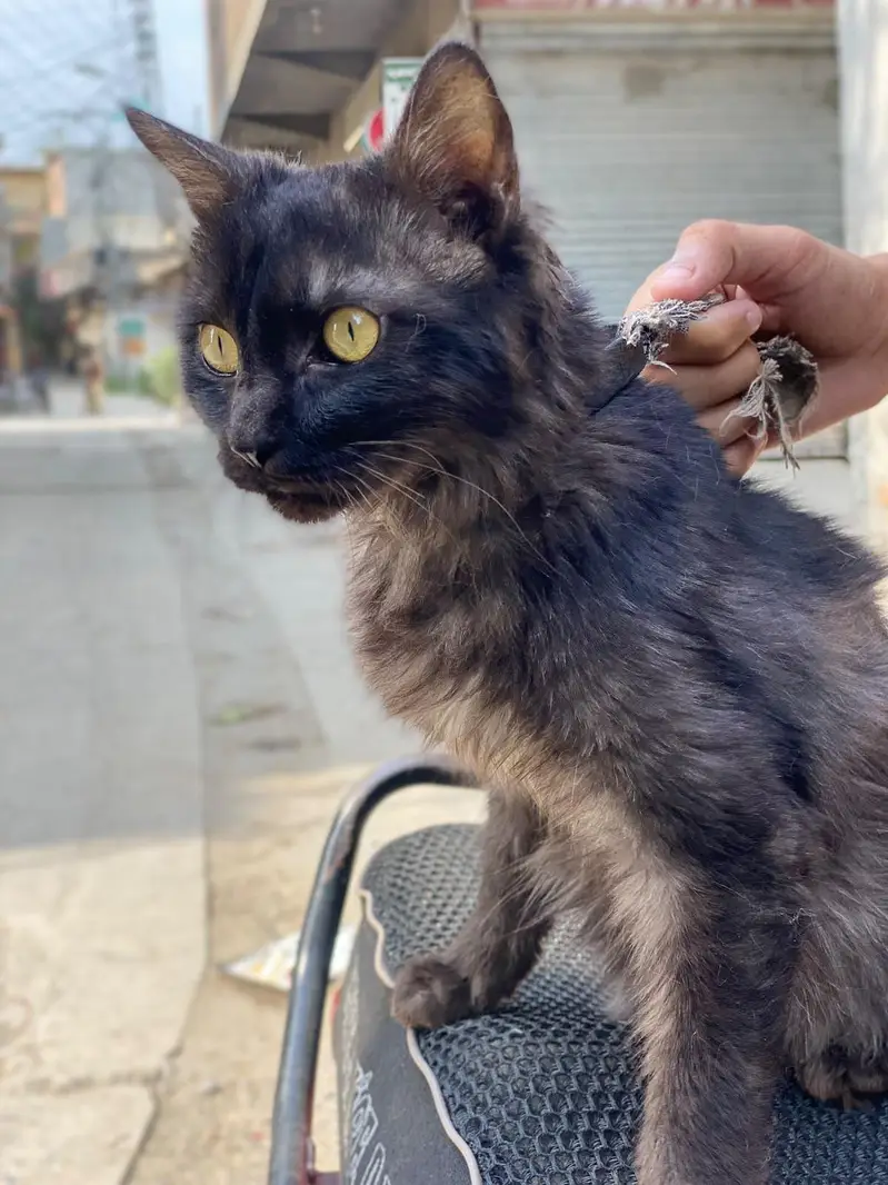 Male persian — photo 4
