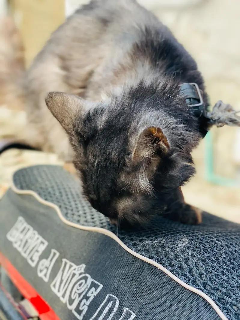Male persian — photo 5