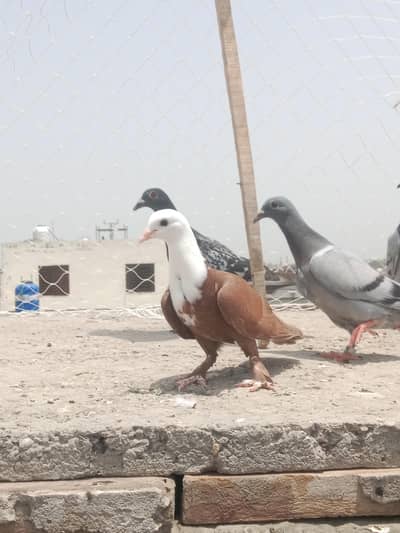 karbalai patha for sale location Multan wattsp number 03074889350