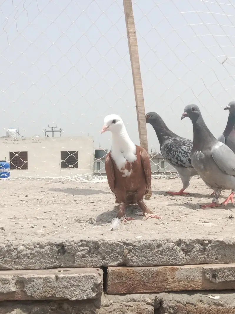 karbalai patha for sale location Multan wattsp number 03074889350 — photo 2