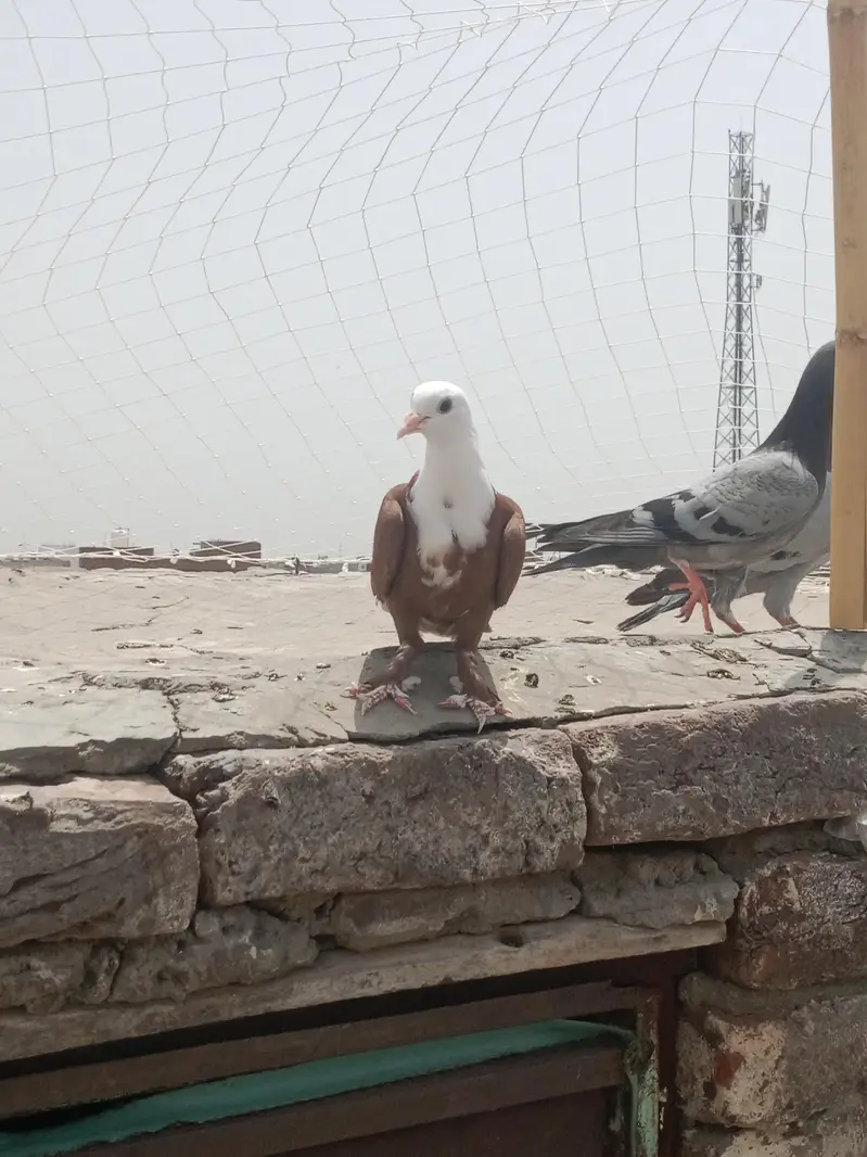 karbalai patha for sale location Multan wattsp number 03074889350 — photo 3
